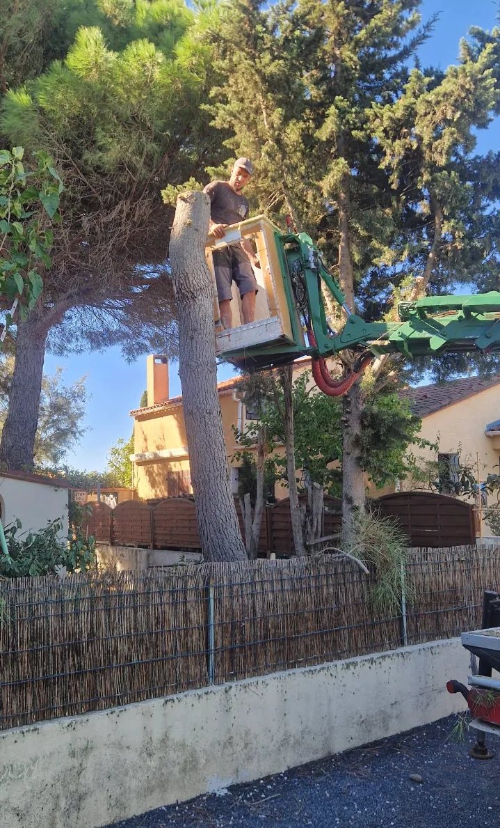 Personne travaillant dans un arbre