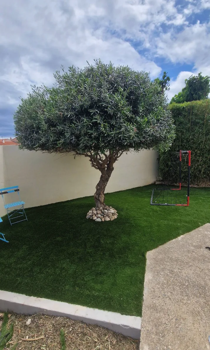 Olivier dans un jardin
