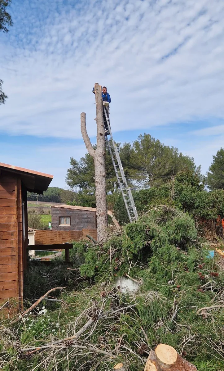 Travail dans un arbre avec une échelle