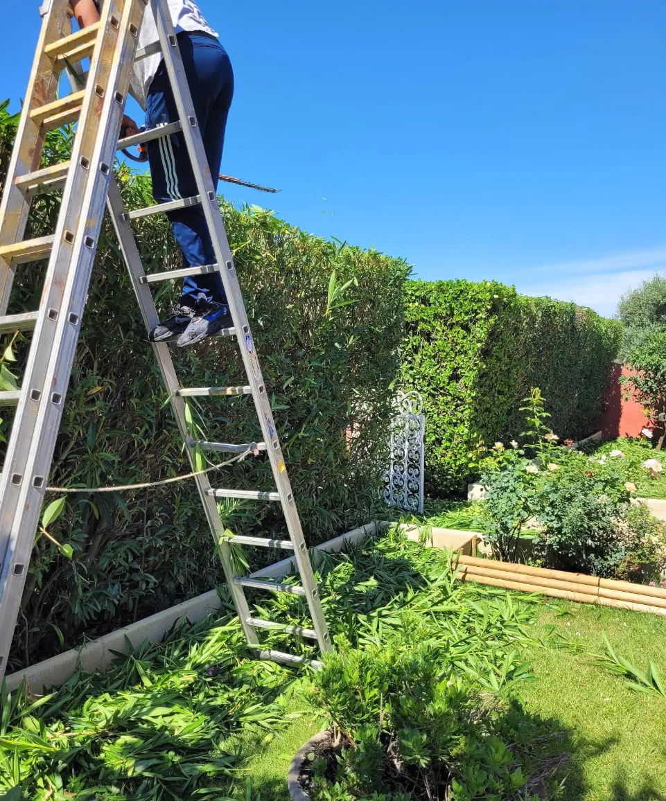 Haie et échelle dans un jardin