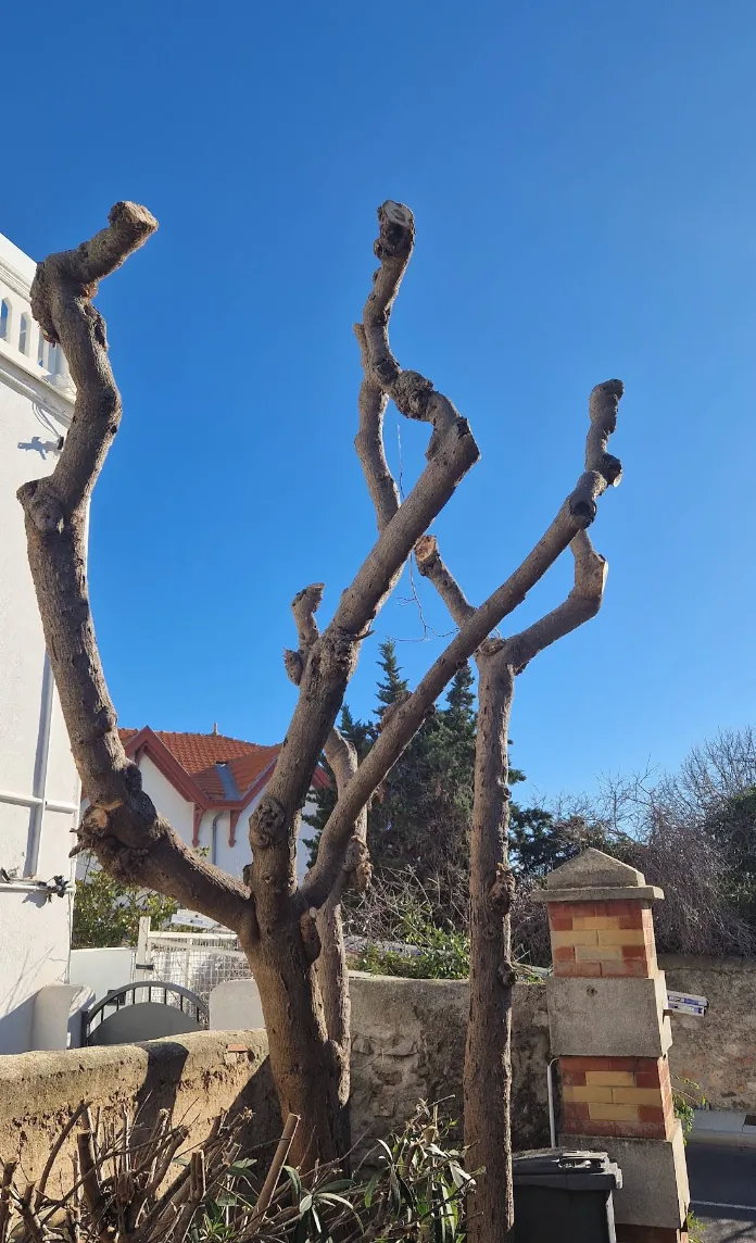 Arbre après une intervention de taille